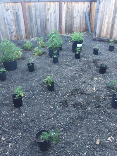 My Outdoor Grow 2017....