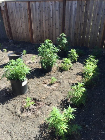 My Outdoor Grow 2017....