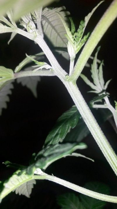 are-these-male-preflowers.jpg