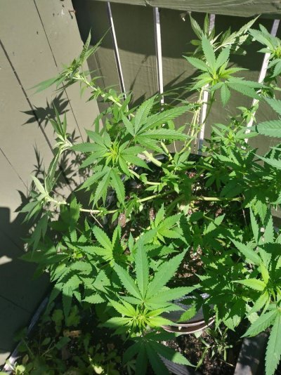 20170724_105137_HDR.jpg