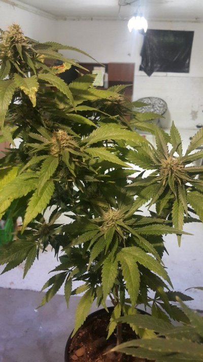 20170730_172634.jpg