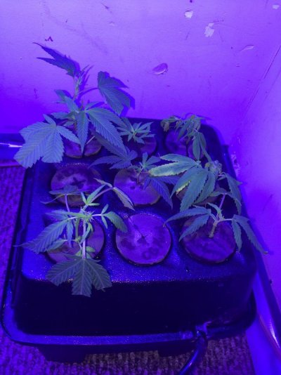 clones-not-rooting-2.jpg