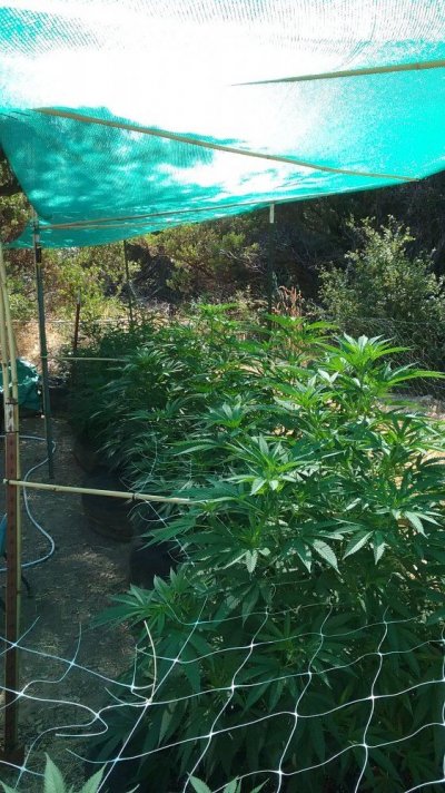hello-fellow-cultivators.jpg