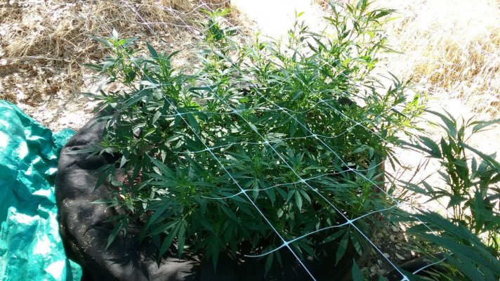 hello-fellow-cultivators-7.jpg