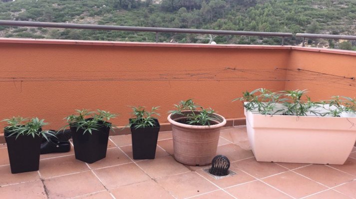 outdoor-scrog--girona-spain-5.jpg
