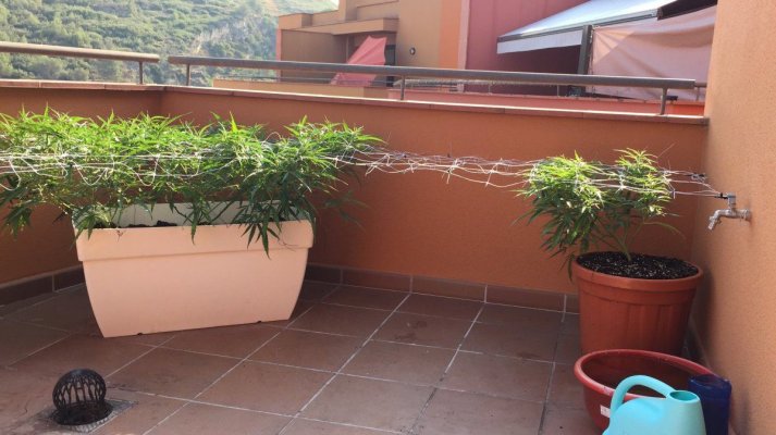 outdoor-scrog--girona-spain-11.jpg