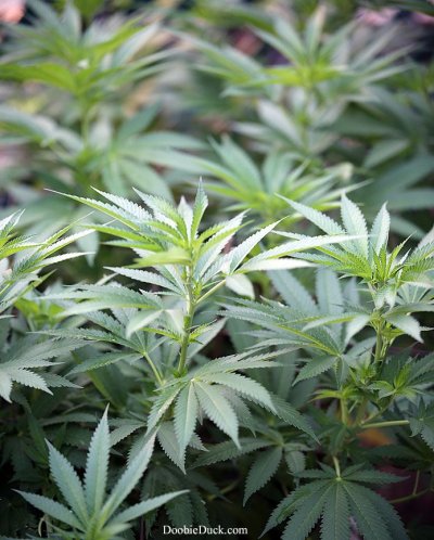 Doobieduck Summer 2017 Grow