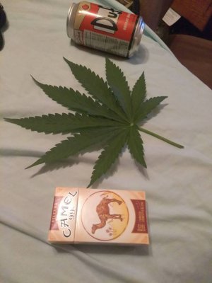 smoke2.jpg