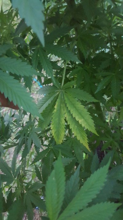 help-a-noob-out-yellowing-leaves.jpg