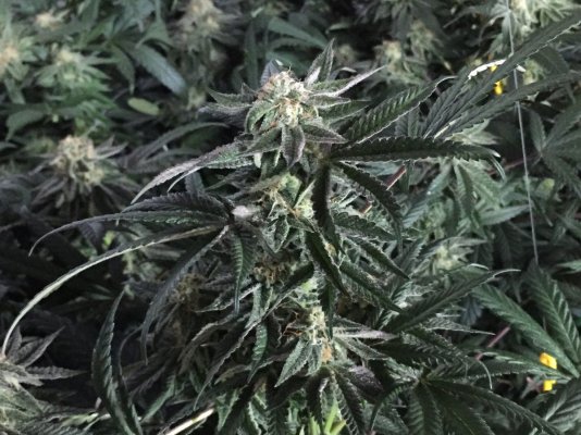 Show Me Your Cheap Led Grows?