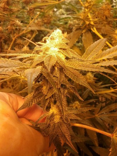 Multi Strain Grow .....little Bit Of Everything