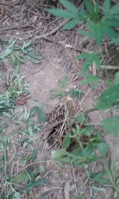 20170805_173614.jpg
