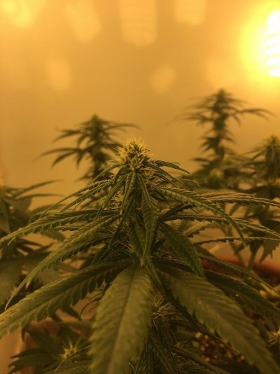 How Many Bud Sites?