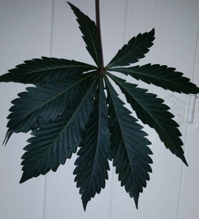 anyone-ever-seen-leaves-shaped-like-this.jpg