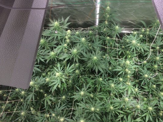 Big Buddha Cheese Scrog