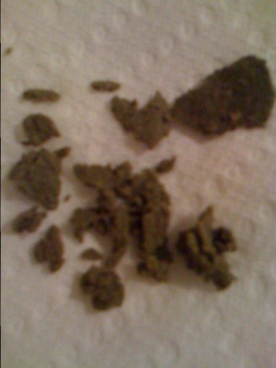 Violator Kush bubble run, 1st timers ahoy