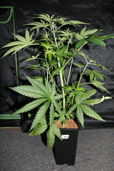 FF's Pandora's Box grow