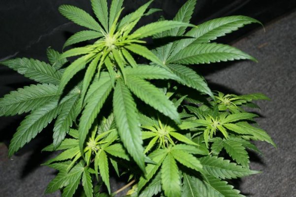 FF's Pandora's Box grow