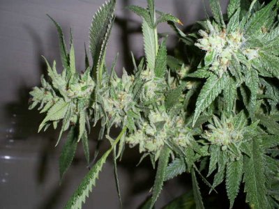 chem&kush 033.jpg