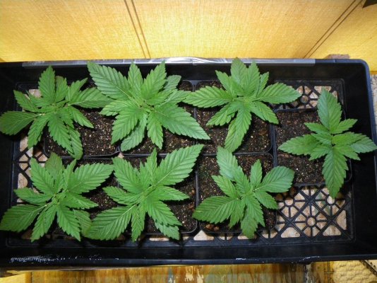 Transplant Day for 4:7.jpg