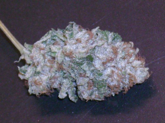 60-day-tahoelarrywhitefire-pheno-1original-sour-diesel-2.jpg