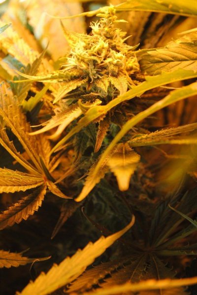 Focusing on Swerve's Sour OG