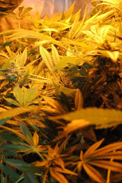 Focusing on Swerve's Sour OG