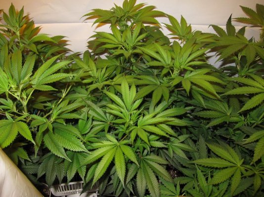 Personal Medical Grow in Coco. [Chem D, Grape Romulan, Grapefurit Haze, Casey Jones]