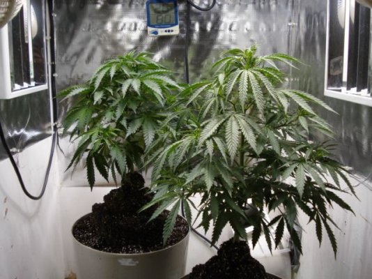 SweetSeeds IceCool(transplanted) 55 days veg 007.jpg