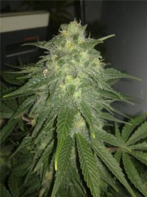 kings kross(trainwreck x deep chunk)