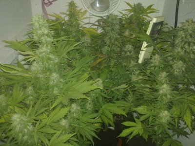 kings kross(trainwreck x deep chunk)
