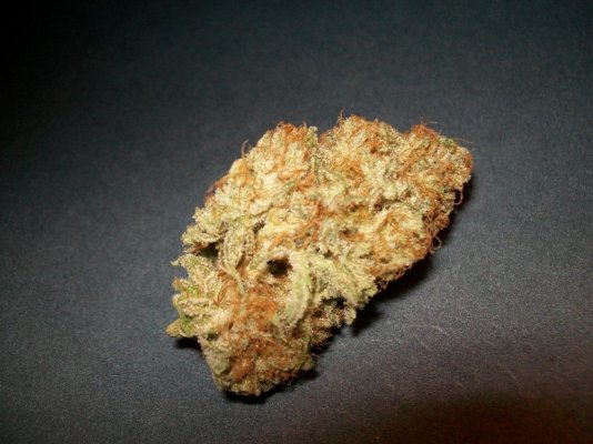 glass-shrooms-003.jpg
