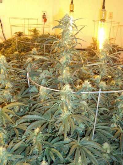 60 X 1000 Watts Under Current Hydro 20 Tons Of Ac And Some Co2