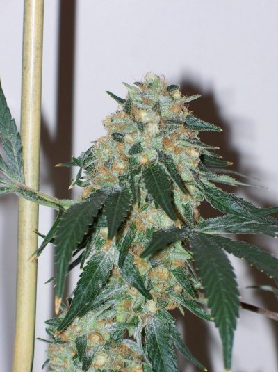 Banana OG (Sways Cut)