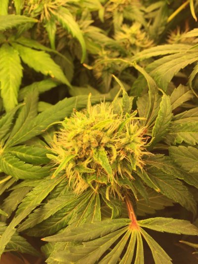 a-little-harvest-help-please.jpg
