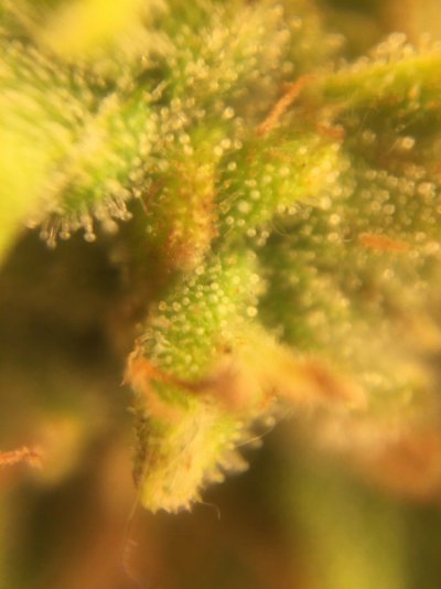 a-little-harvest-help-please-2.jpg