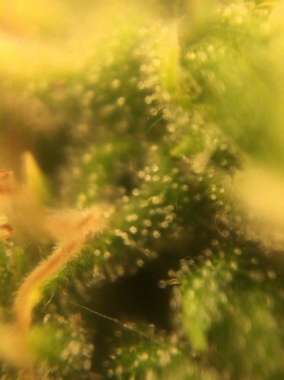 a-little-harvest-help-please-5.jpg