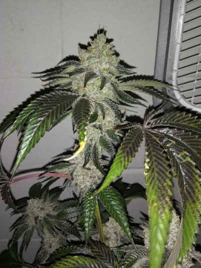 Let's See Your Frostiest Flowers