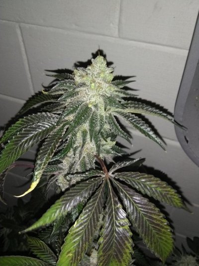Let's See Your Frostiest Flowers