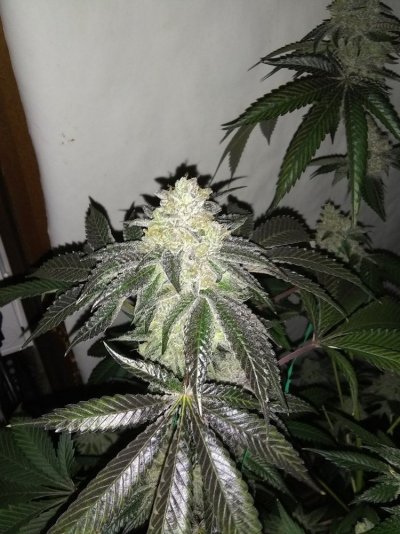Let's See Your Frostiest Flowers