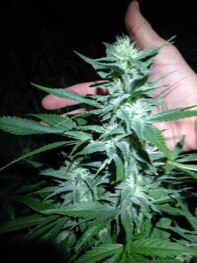 Grow 3 day 26 flower (31).jpg