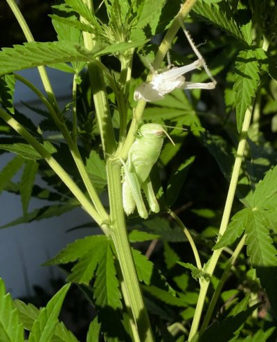 beneficial-bug-pics.jpg