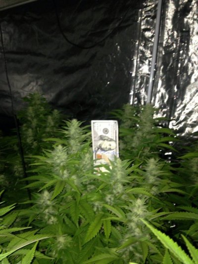 Grow 3 day 29 flower (34).jpg