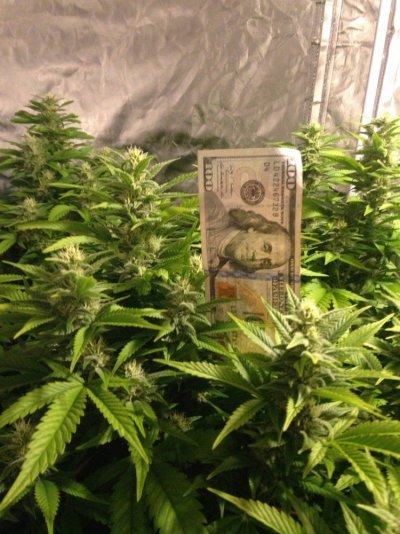 Grow 3 day 29 flower (35).jpg