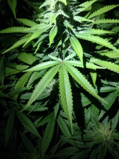 Grow 3 day 29 flower (40).jpg
