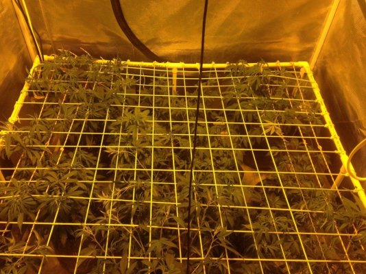 grow 2 day early bloom (1).jpg