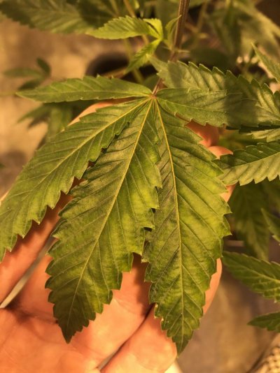 leaf-discoloration-4.jpg