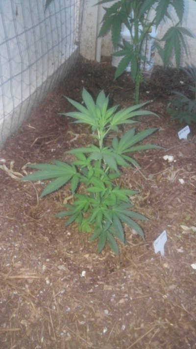 Urkle clone.jpg