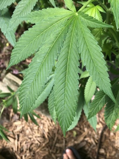 first-time-grower.jpg
