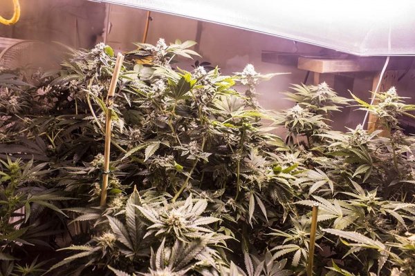 Wedding Cake  5.5 weeks1-private.jpg